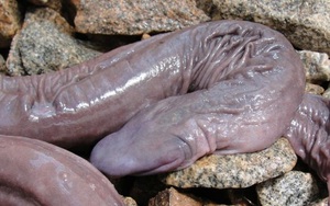 Kỳ lạ "rắn dương vật" xuất hiện ở Mỹ