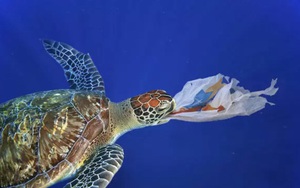 Báo động tình trạng rùa biển con đang nuốt phải rác thải nhựa ngày càng nhiều