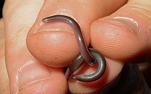 Sự thật loài rắn tí hon với lời đồn "bị cắn là tử vong 100%" ở VN