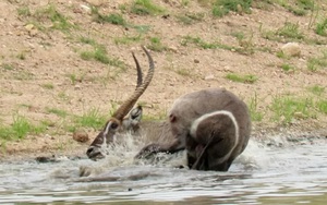 Clip: Bị cá sấu bắt, linh dương Waterbuck vẫn thoát chết ngoạn mục