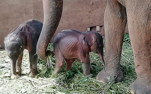 Voi sinh đôi hiếm gặp tại Sri Lanka