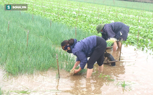 Dân hối hả neo thuyền, dầm mình trong nước gặt lúa, thu hoạch rau chạy bão Côn Sơn