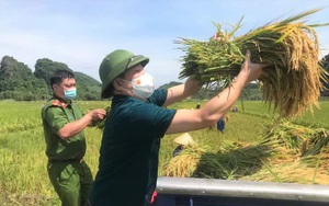 Bí thư huyện ở Thanh Hóa xuống đồng giúp dân gặt lúa chạy bão số 5