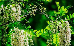 8 cây cảnh tốt cho phong thủy, trồng trước nhà giúp xua đuổi tà khí, thu hút tài lộc