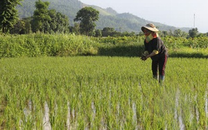 Yêu cầu 3 cán bộ, công chức xã trả lại tiền người dân "tự nguyện hỗ trợ"