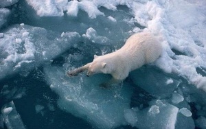 Băng ở Bắc Cực ngày càng mỏng hơn do Trái Đất ấm lên
