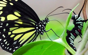 Tiết lộ gây sốc về hành vi kinh khủng của loài bướm