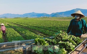 Hàng nghìn tấn rau nằm ruộng, nông dân thấp thỏm 'đỏ mắt' chờ người mua