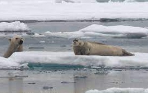 ‘Quái vật’ vùng Bắc Cực bất ngờ trồi lên từ mặt biển, đoạt mạng hải cẩu trong chớp mắt