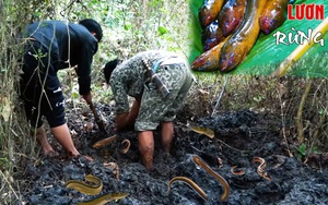 Đi rừng phát hiện thấy đầm hoang, nhóm đi rừng dùng tay bới thử và kết quả vượt ngoài sự mong đợi