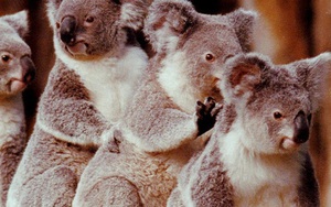 Australia mất đi 1/3 số Koala trong 3 năm qua