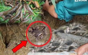 Cả gia đình cùng tát con suối cạn, phát hiện ổ cá trê 30 con và cái kết ấm áp