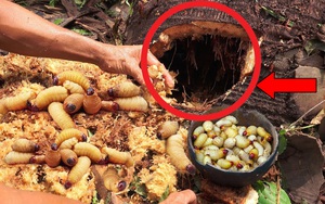 Phát hiện thân cây dừa mục, người đàn ông liền dùng tay phá lớp vỏ ngoài và kết quả bất ngờ