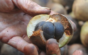 Loại cây mọc đầy ở Việt Nam, có hạt nhìn như phân thỏ, người Trung Quốc nhặt lấy ép ra dầu bán tiền triệu