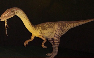 Chiếc đuôi dài giúp khủng long hai chân Coelophysis... chạy nhanh hơn