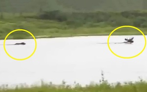 Clip: Gấu xám Bắc Mỹ truy sát nai sừng tấm dưới nước