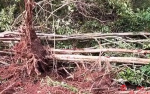 Vụ 18 cây bằng lăng cổ thụ bị đào tung gốc, lý do gì không chuyển công an điều tra?