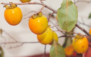 Chị em Hà thành lùng mua cành hồng trĩu quả cắm chơi dịp Trung thu