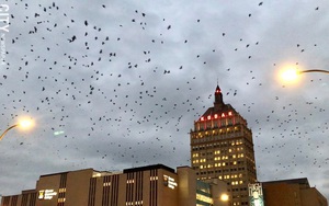 Khi 30.000 con quạ xâm chiếm thành phố Mỹ, phân của chúng rơi xuống như mưa