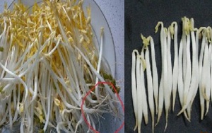 Mẹo cực đơn giản giúp phân biệt giá đỗ sạch và giá đỗ ngâm hóa chất