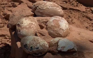 Bí mật bất ngờ từ ổ trứng hóa thạch 'khủng' bị chôn vùi 60 triệu năm trước