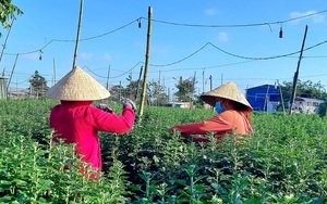 Việc nhẹ lương cao từ nghề ‘ngắt hoa, bẻ nụ’ những ngày giáp Tết