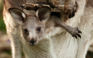 Khám phá điều đặc biệt bên trong túi của kangaroo mẹ