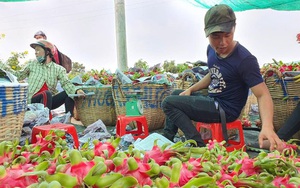 Chủ kho lạnh ngừng mua thanh long, dân lao đao