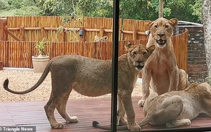 Mở cửa vào nhà, gia chủ "giật thót tim" khi thấy đàn sư tử 6 con nằm phơi nắng, cư dân mạng khen có "thú cưng" giữ nhà xịn quá