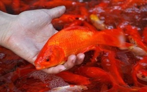 Cách chọn cá chép khỏe, đẹp trong ngày cúng ông Công ông Táo