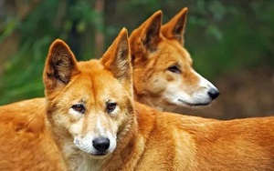 Dingo - Loài động vật kiên cường nhất trong thiên nhiên hoang dã của Châu Úc!