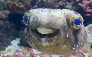 Cá đi nha sĩ chỉnh sửa vì răng phát triển quá lớn