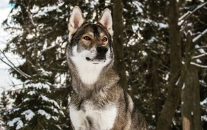 Choáng với chú chó có ngoại hình giống hệt sói hoang hung dữ
