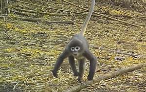 Tìm thấy "khỉ ma" ở vùng sông Mê Kông