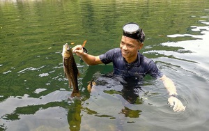 'Biệt đội' bảo tồn cá Niên