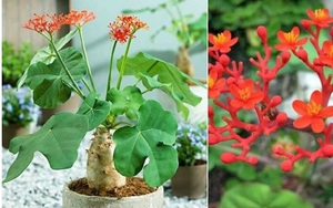 6 loại cây cảnh đẹp nhưng tuyệt đối không trồng trong nhà
