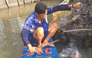 Săn loài cá có nọc cực độc ở Cà Mau kiếm nửa triệu mỗi ngày