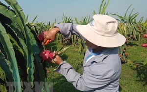 Nhà vườn trồng thanh long 'lao đao' vì thương lái không mua