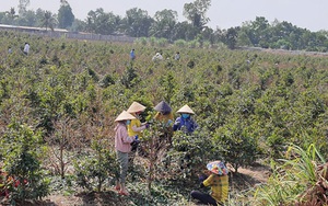 Lo thất thu vụ hoa kiểng Tết