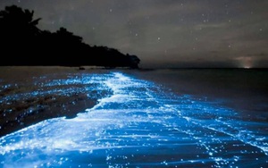 Bãi biển phát ánh sáng xanh ảo diệu, chạy chơi trên cát mà cứ như đóng phim viễn tưởng Hollywood
