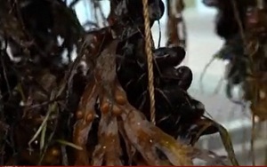 Trồng vườn dưới đáy biển ở Đan Mạch