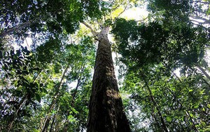Cây cổ thụ cao nhất trong rừng Amazon
