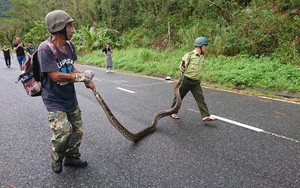 Trăn 'khủng' quấn chết khỉ trên núi Sơn Trà