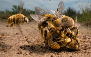 Bầy ong đực đánh nhau giành con cái thắng giải Nhiếp ảnh Động vật hoang dã