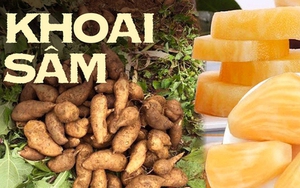 Đặc sản của Lào Cai giá chỉ 20 nghìn/kg, nhìn tưởng khoai lang nhưng thơm mùi nhân sâm