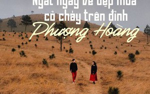 Ngắm mùa cỏ cháy đẹp thơ mộng trên đồi Phượng Hoàng, Quảng Ninh