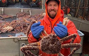 Lần đầu tiên trong lịch sử Alaska hủy mùa đánh bắt cua hoàng đế, cua tuyết nức tiếng, lý do vì đâu?