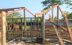 Nguyên Bí thư Tỉnh ủy Đắk Lắk tháo dỡ trang trại khỏi khu bảo tồn