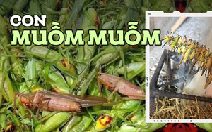 Đặc sản đồng ruộng chỉ xuất hiện khi mùa lúa chín, giá gần 300 nghìn/kg mà ai cũng thích mua