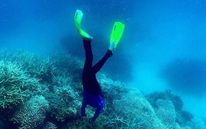 Đây là thời điểm thích hợp để tham quan rạn san hô Great Barrier!